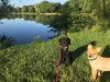 Alfie and Juli enjoying a walk beside a pretty lake near Le Mans in C.France.